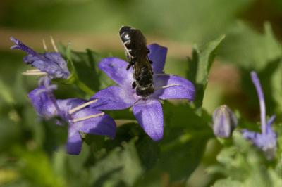  Chelostoma Latreille, 1809