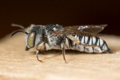  Coelioxys argentea Lepeletier, 1841