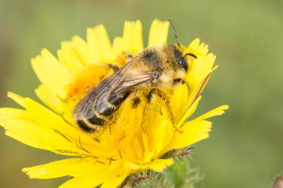  Dasypoda hirtipes (Fabricius, 1793)