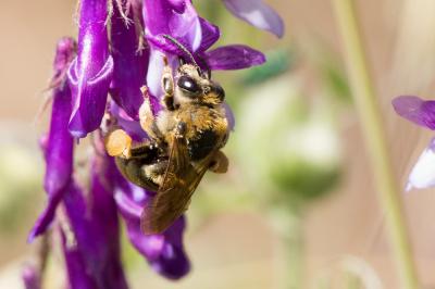 Eucère dorée Eucera chrysopyga Pérez, 1879