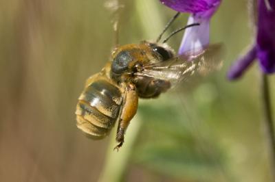 Eucère dorée Eucera chrysopyga Pérez, 1879