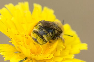  Eucera Scopoli, 1770