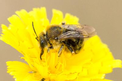  Eucera Scopoli, 1770