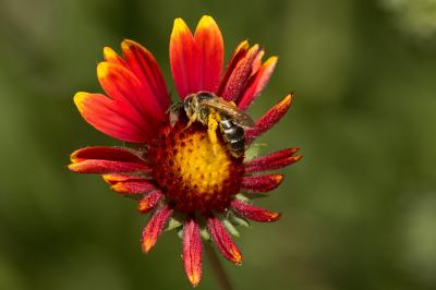  Halictus quadricinctus (Fabricius, 1776)