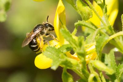  Halictus simplex Blüthgen, 1923