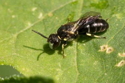  Hylaeus gibbus Saunders, 1850