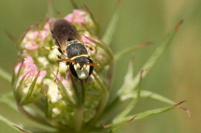  Hylaeus variegatus (Fabricius, 1798)