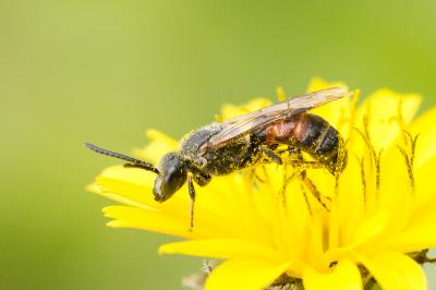  Lasioglossum nigripes (Lepeletier, 1841)