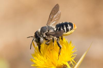 Lithurgus chrysurus Fonscolombe, 1834