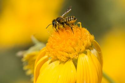  Megachile melanopyga Costa, 1863