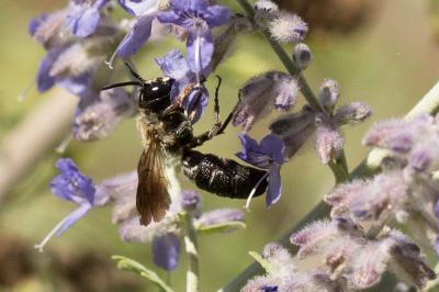  Megachile sculpturalis Smith, 1853
