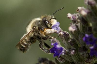  Megachile willughbiella (Kirby, 1802)