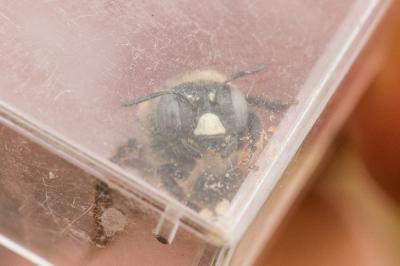  Melitturga clavicornis (Latreille, 1806)