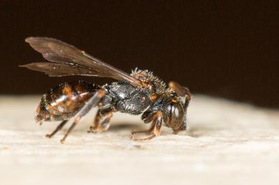  Nomada distinguenda Morawitz, 1874