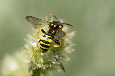  Nomada succincta Panzer, 1798