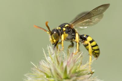  Nomada succincta Panzer, 1798