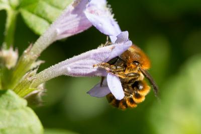  Osmia aurulenta (Panzer, 1799)