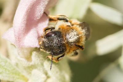  Osmia aurulenta (Panzer, 1799)