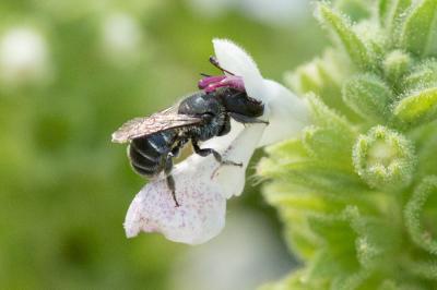  Osmia caerulescens (Linnaeus, 1758)