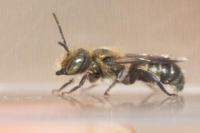  Osmia cephalotes Morawitz, 1870