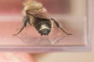  Osmia cephalotes Morawitz, 1870
