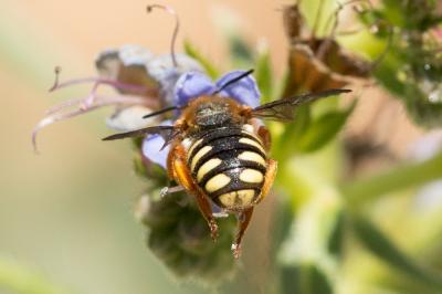  Rhodanthidium septemdentatum (Latreille, 1809)