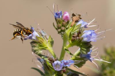  Rhodanthidium septemdentatum (Latreille, 1809)