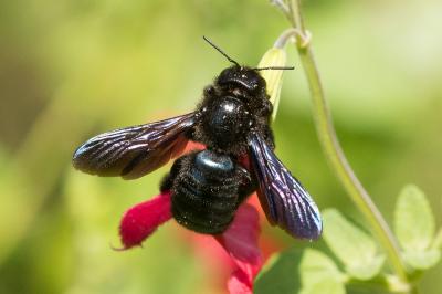 Xylocope irisé Xylocopa iris (Christ, 1791)