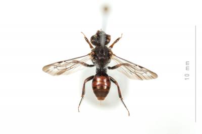  Nomada integra Brullé, 1832