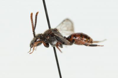  Nomada integra Brullé, 1832