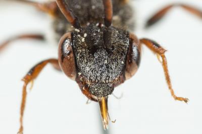  Nomada integra Brullé, 1832