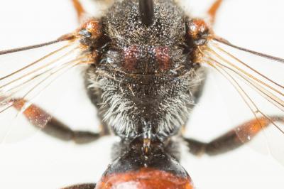  Nomada integra Brullé, 1832