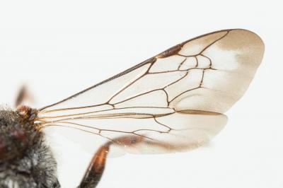  Nomada integra Brullé, 1832