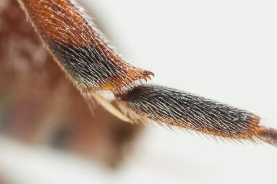  Nomada integra Brullé, 1832