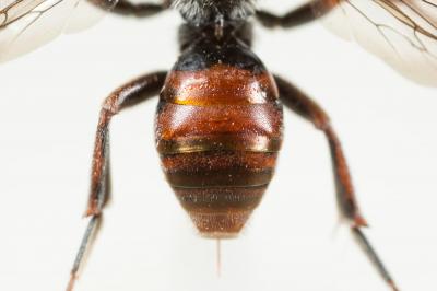  Nomada integra Brullé, 1832