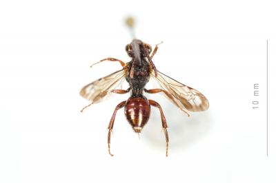  Nomada rubiginosa Pérez, 1884