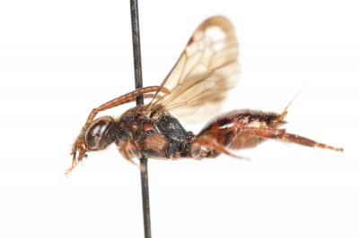  Nomada rubiginosa Pérez, 1884