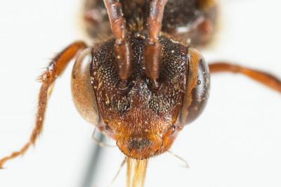  Nomada rubiginosa Pérez, 1884