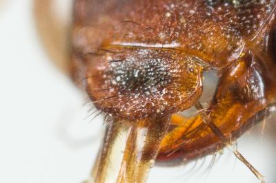  Nomada rubiginosa Pérez, 1884