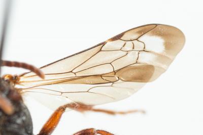  Nomada rubiginosa Pérez, 1884