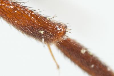  Nomada rubiginosa Pérez, 1884