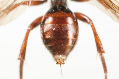  Nomada rubiginosa Pérez, 1884