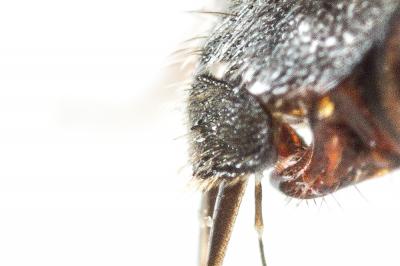  Nomada integra Brullé, 1832
