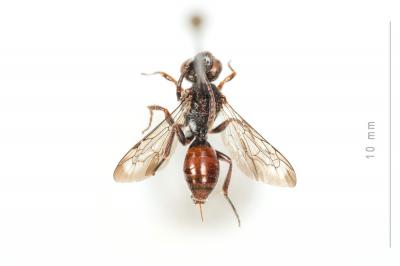  Nomada glaucopis Pérez, 1890