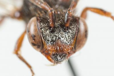  Nomada glaucopis Pérez, 1890