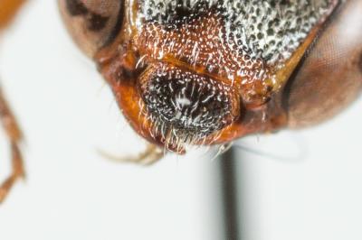  Nomada glaucopis Pérez, 1890