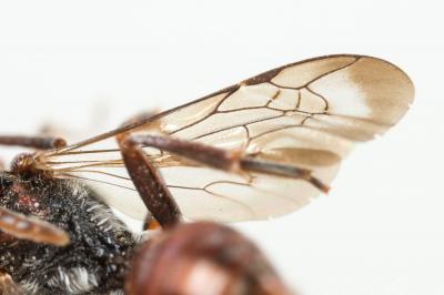  Nomada glaucopis Pérez, 1890