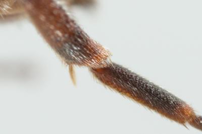 Nomada glaucopis Pérez, 1890