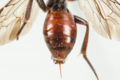  Nomada glaucopis Pérez, 1890