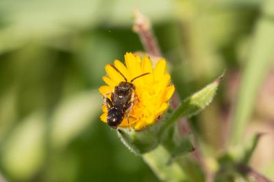  Nomada beaumonti Schwarz, 1967